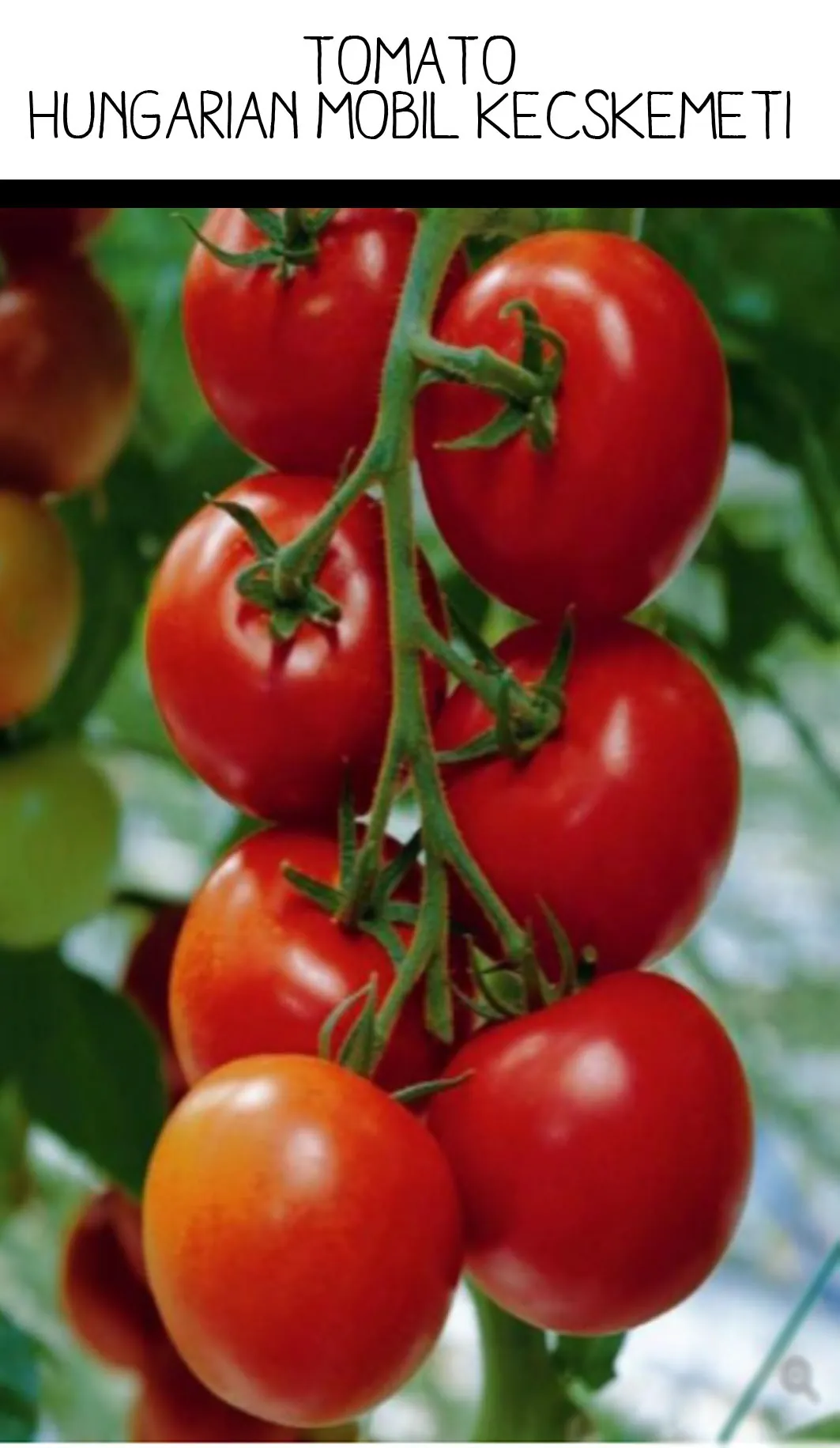 Tomato - Hungarian Mobil (Kecskemeti)