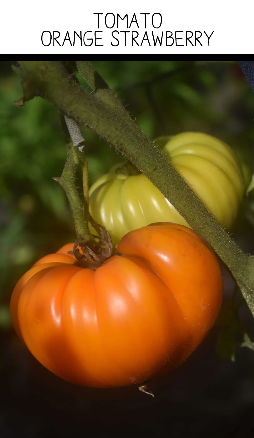 Tomato - Orange Strawberry - Image 2