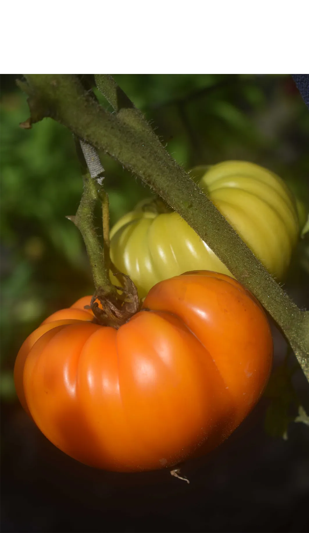Tomato - Orange Strawberry - Image 3