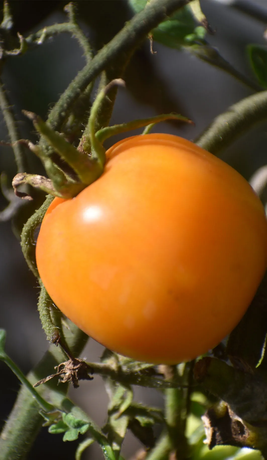 Tomato - Brandywine Yellow - Image 2