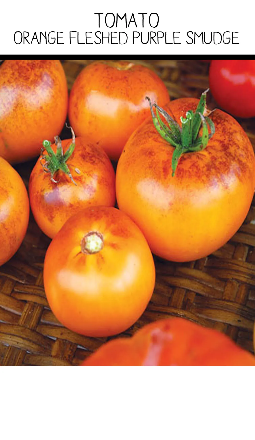 Tomato - Purple Smudge