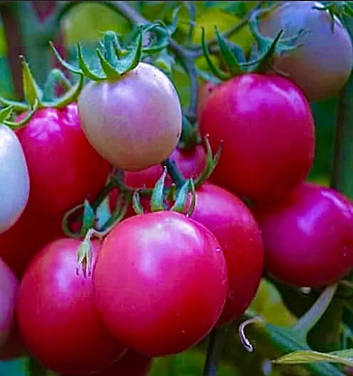 Tomato - Thai Pink Egg