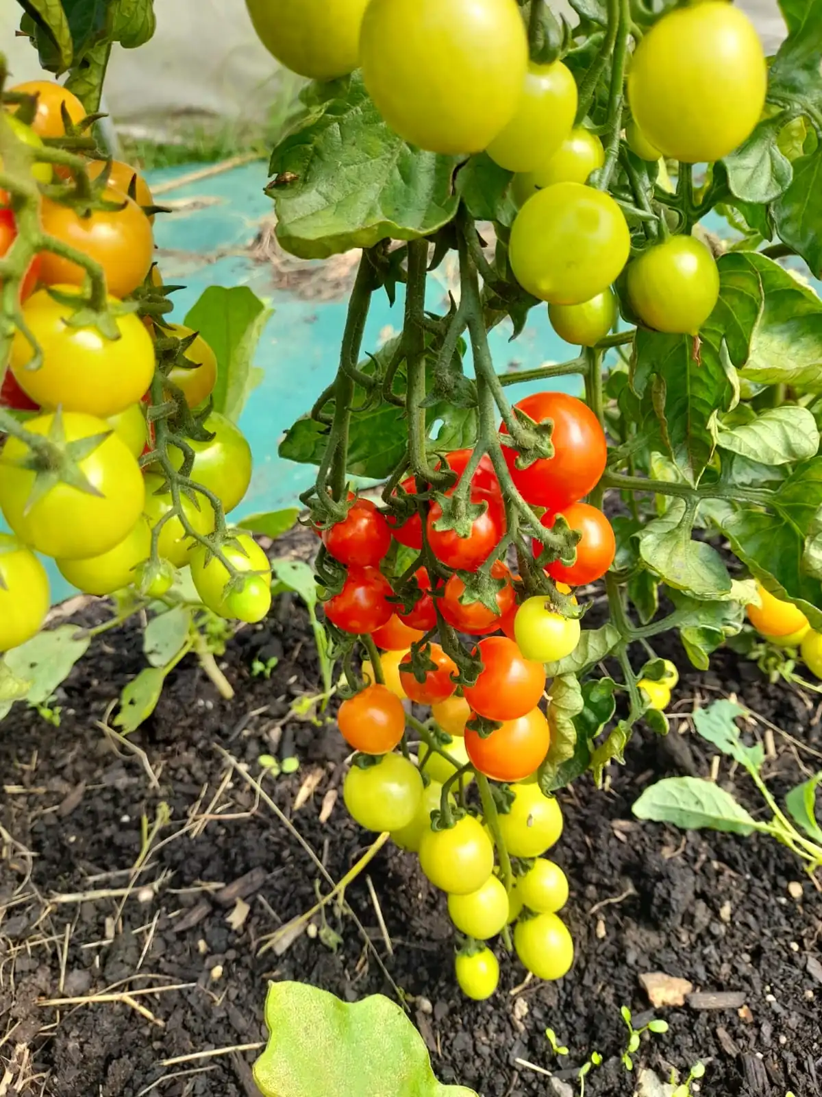 Tomato - Cherry Double Truss - Image 2