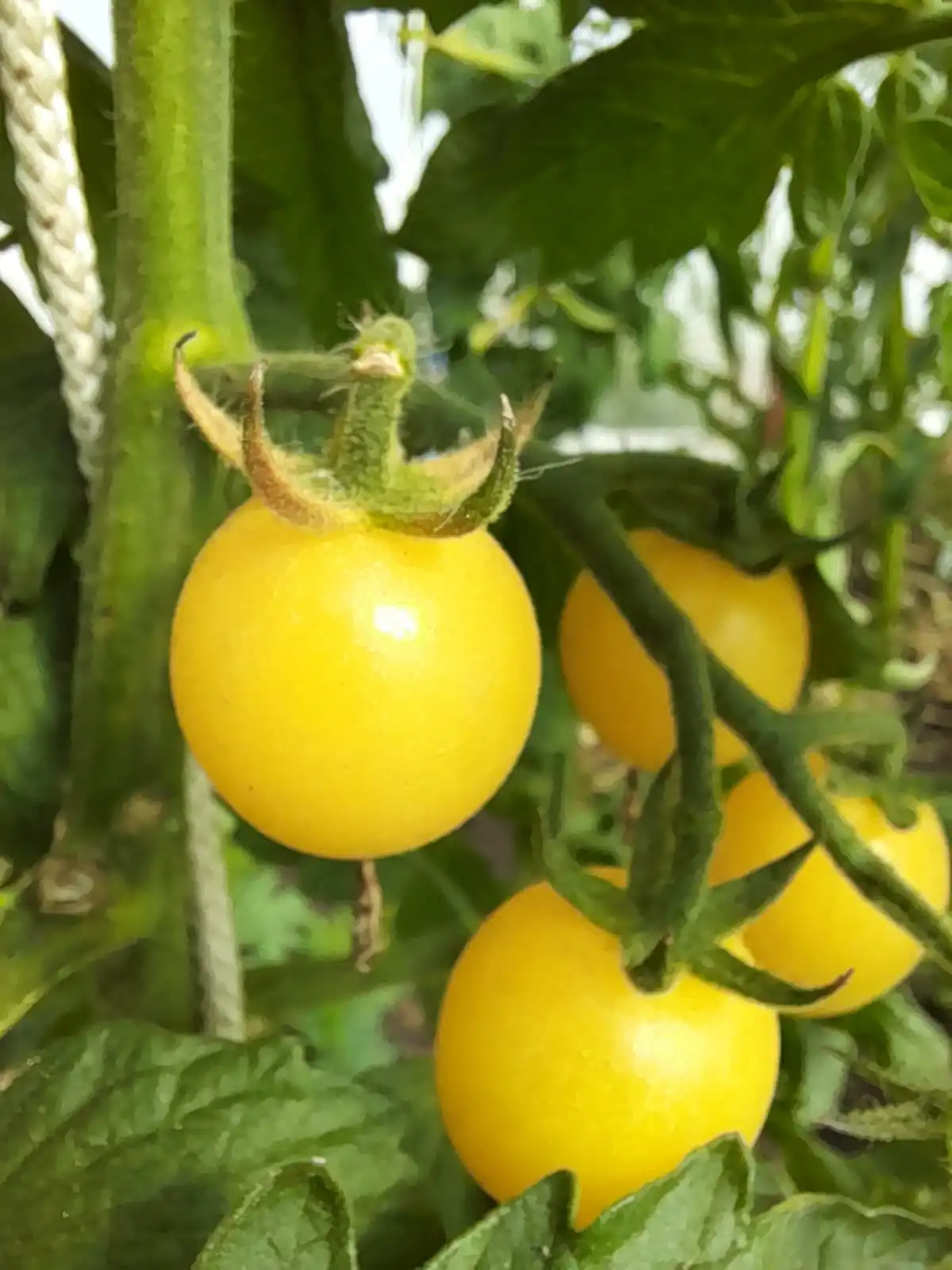 Tomato - Italian Ice