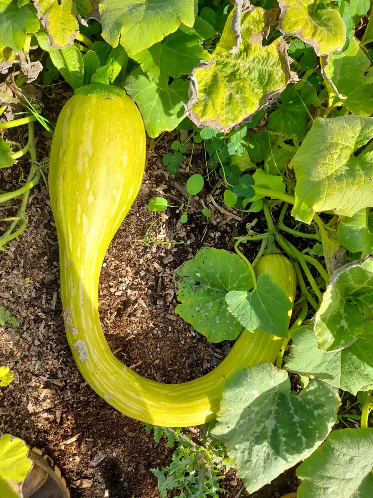 Seed Freaks -  Squash: Zucchini/Pumpkin - Tromboncino - Image 2