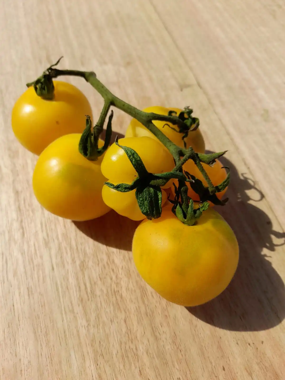 Tomato - Wapsipinicon Peach