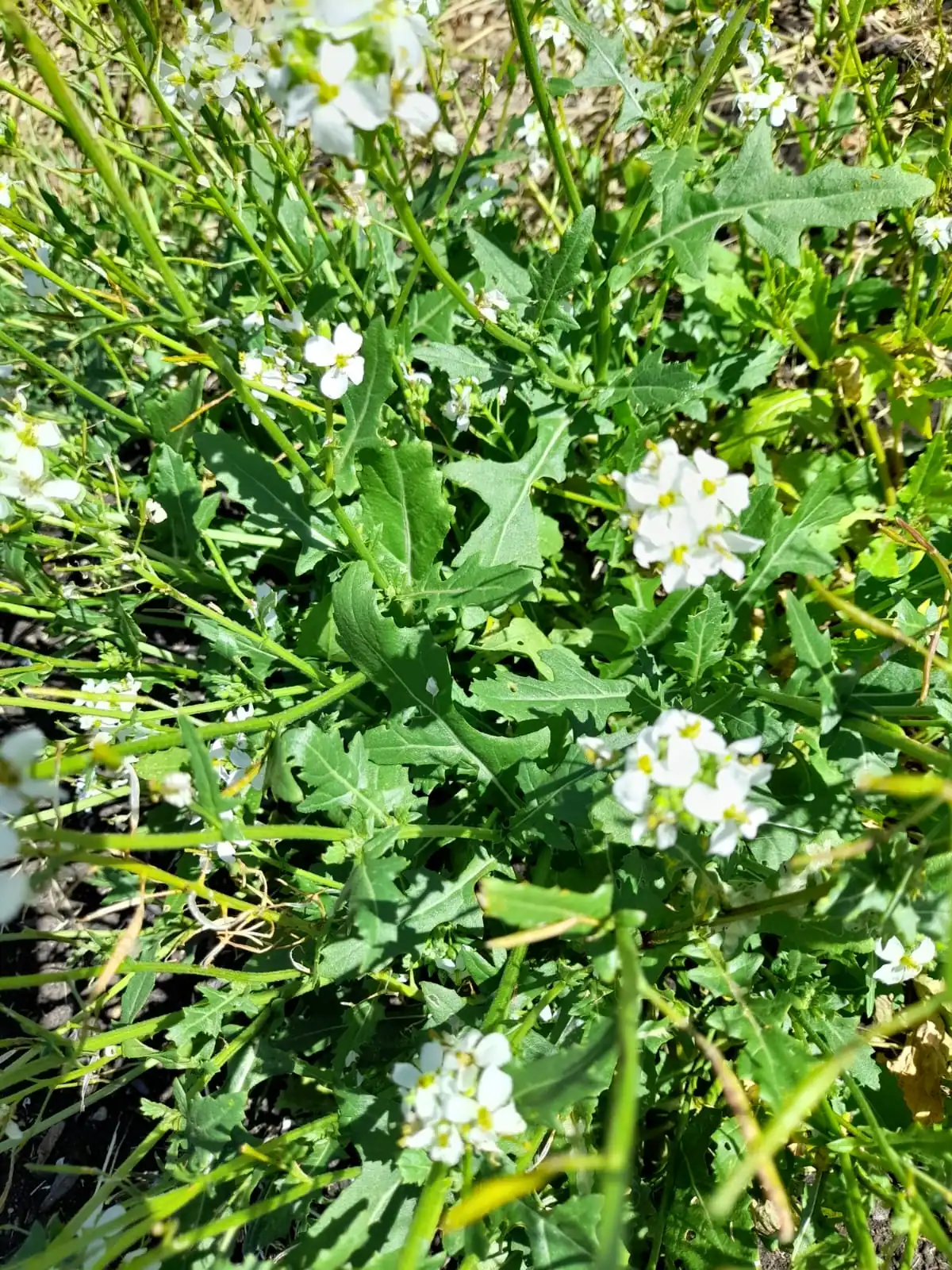 Seed Freaks -  Salad Greens: Wasabi Rocket