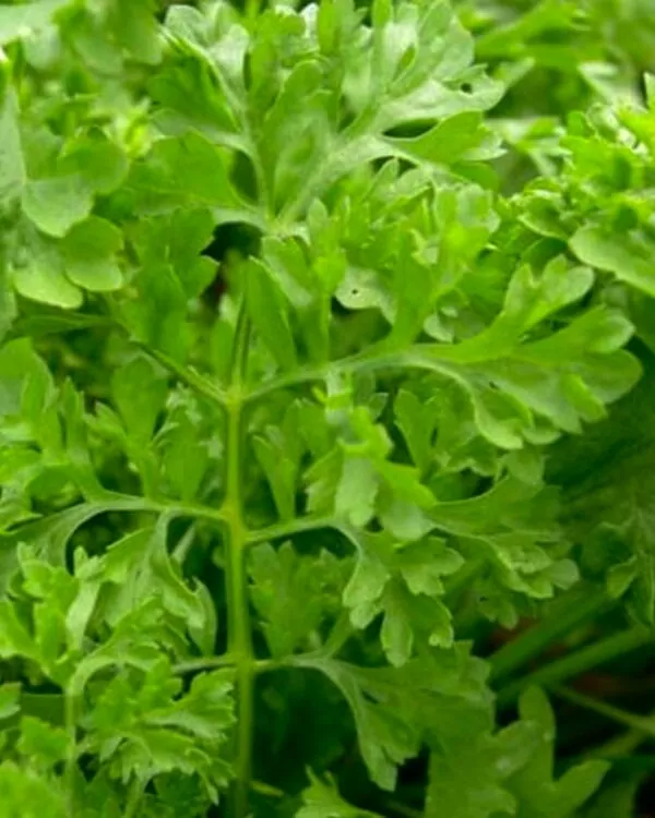 Seed Freaks - Cress: Wrinkled