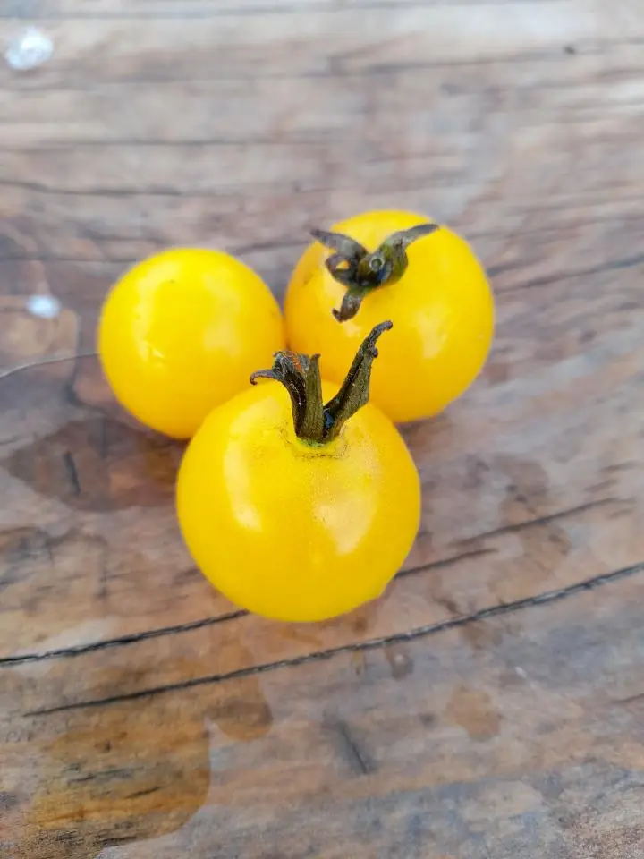 Tomato - Window Box Yellow