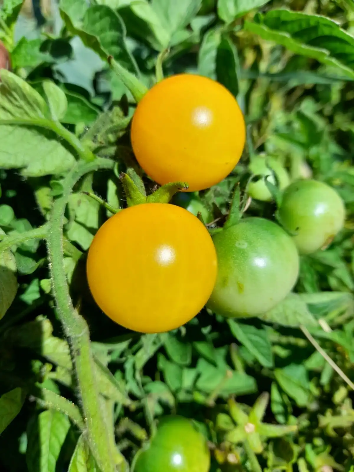 Tomato - Yellow Umbruek