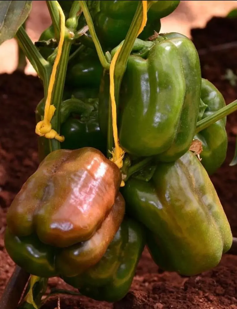 Seed Freaks - Capsicum  - Yolo Wonder