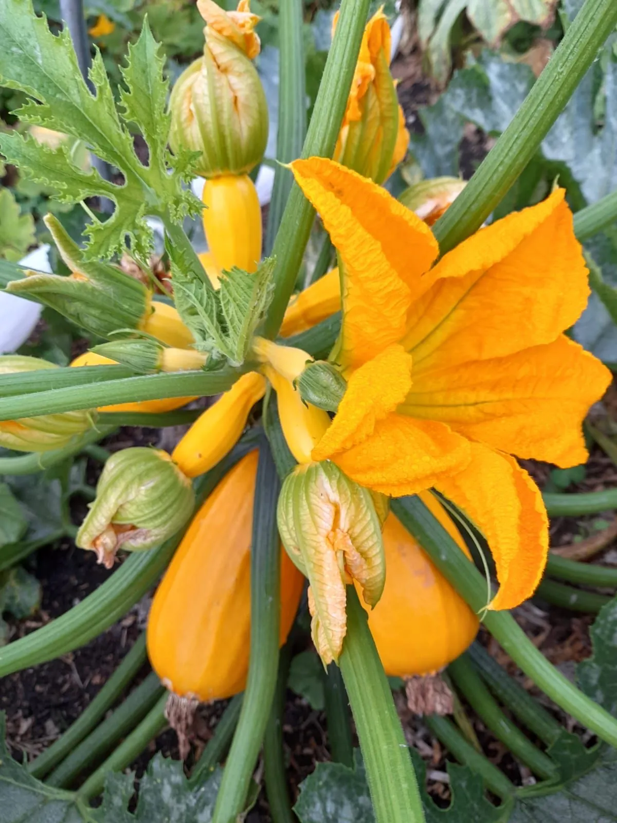 Seed Freaks - ZUCCHINI - Golden - Image 2