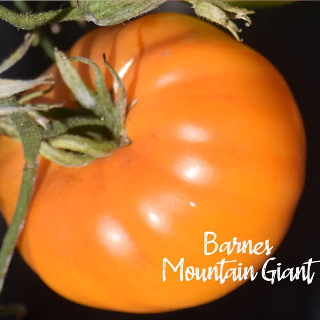 Tomato - Barnes Mountain Giant