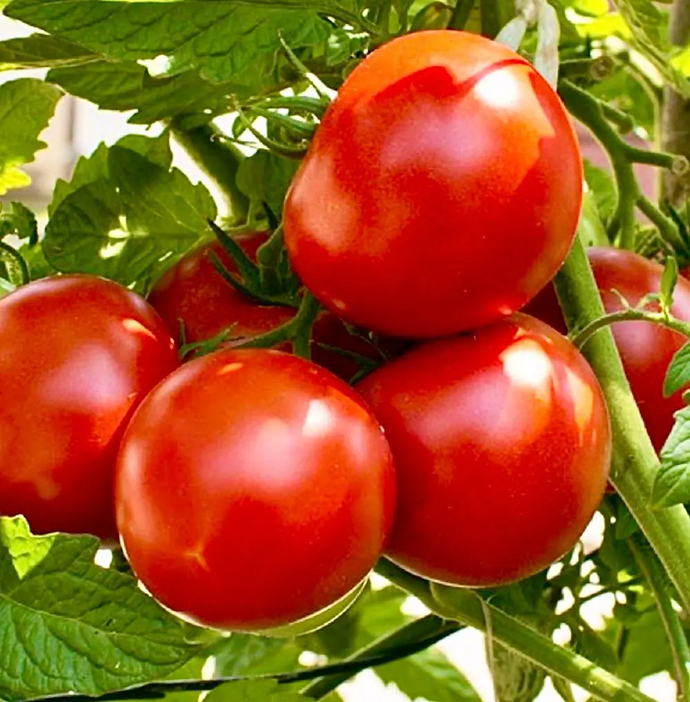 Tomato - Campbell's 33