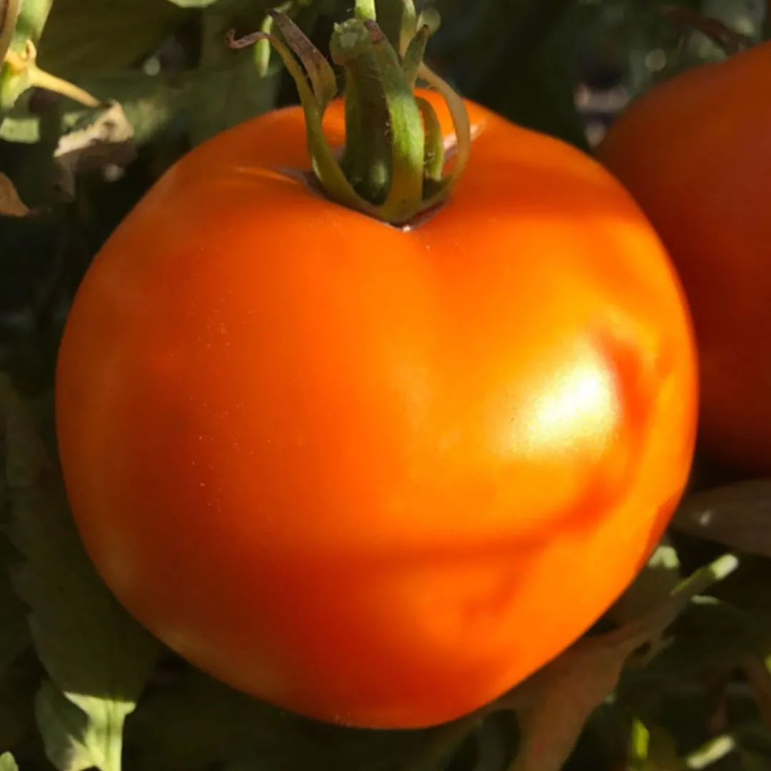 Tomato - Faribo Golden Heart
