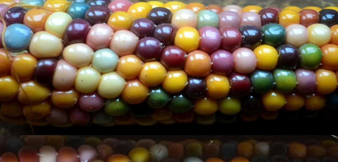 Seed Freaks - Corn - Glass Gem - Image 2