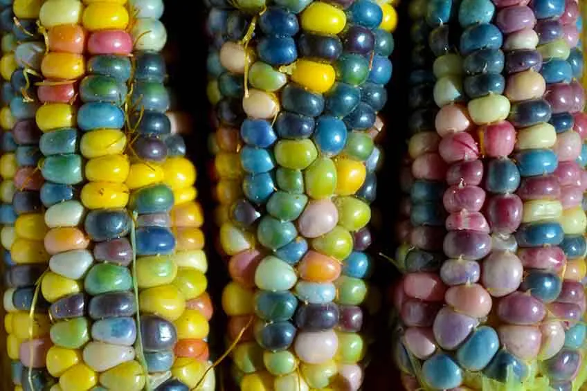 Seed Freaks - Corn - Glass Gem