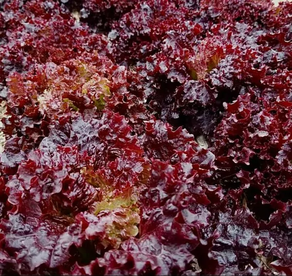 Seed Freaks - LETTUCE - Gloria