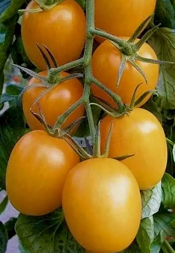 Tomato - Golden Roma