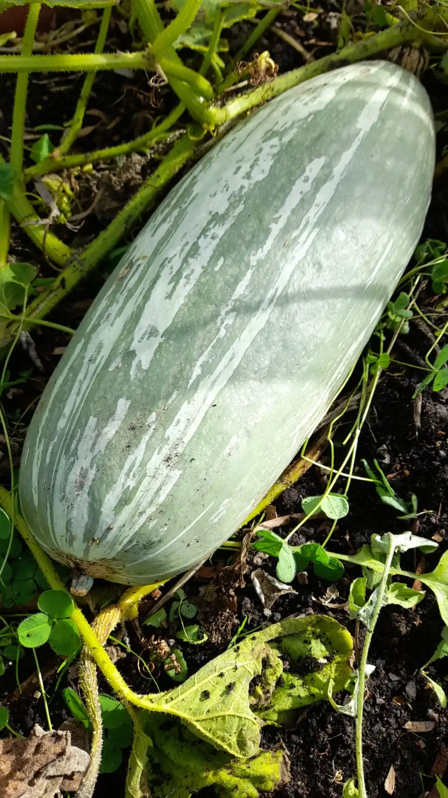 Seed Freaks - SQUASH - Guatemalan Blue Banana