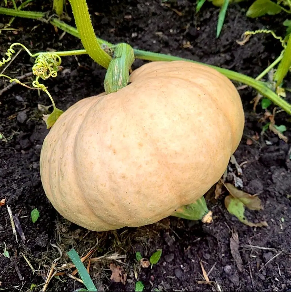 Seed Freaks - SQUASH - Hidatsa