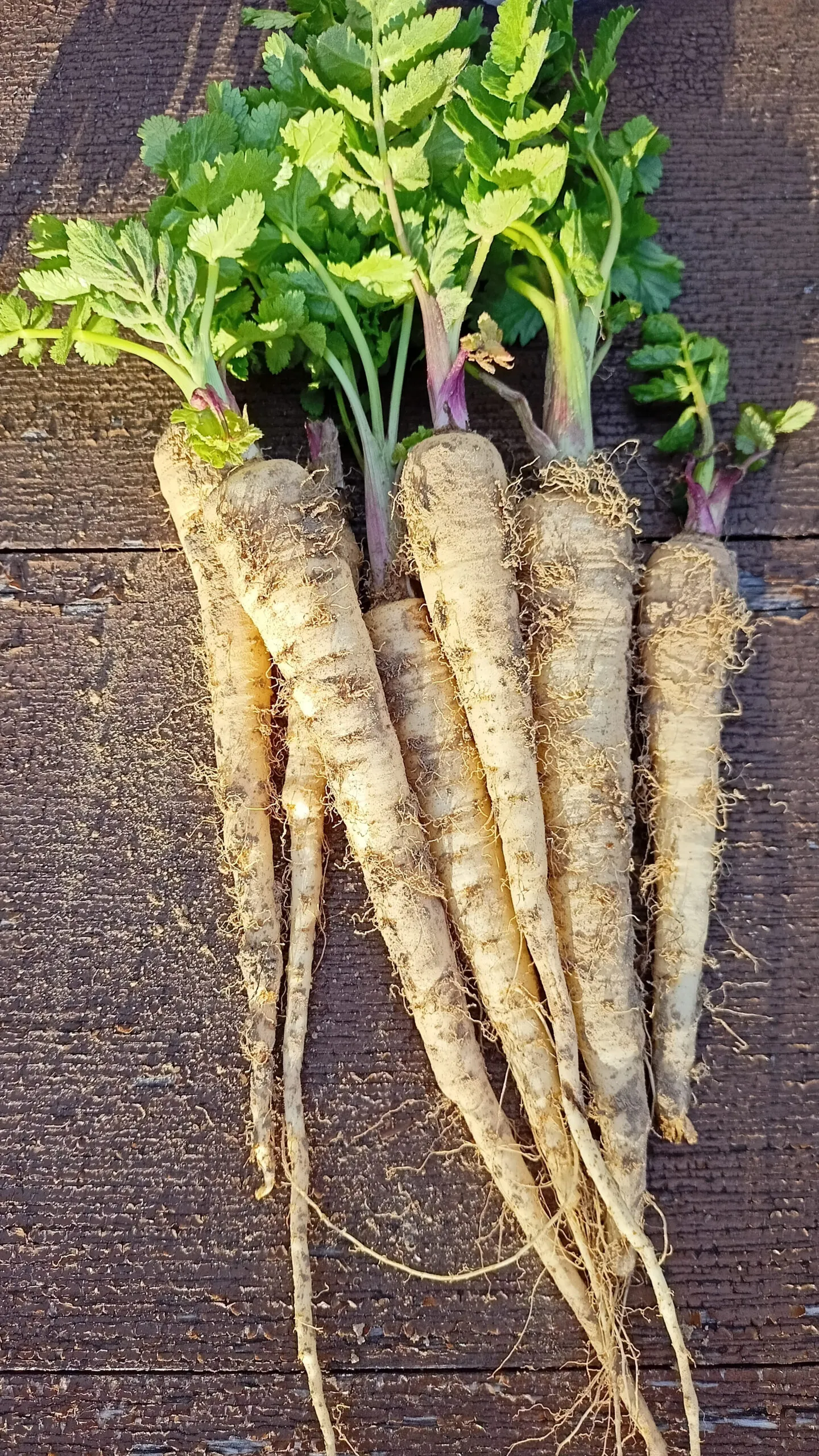 PARSNIP - MELBOURNE WHITESKIN