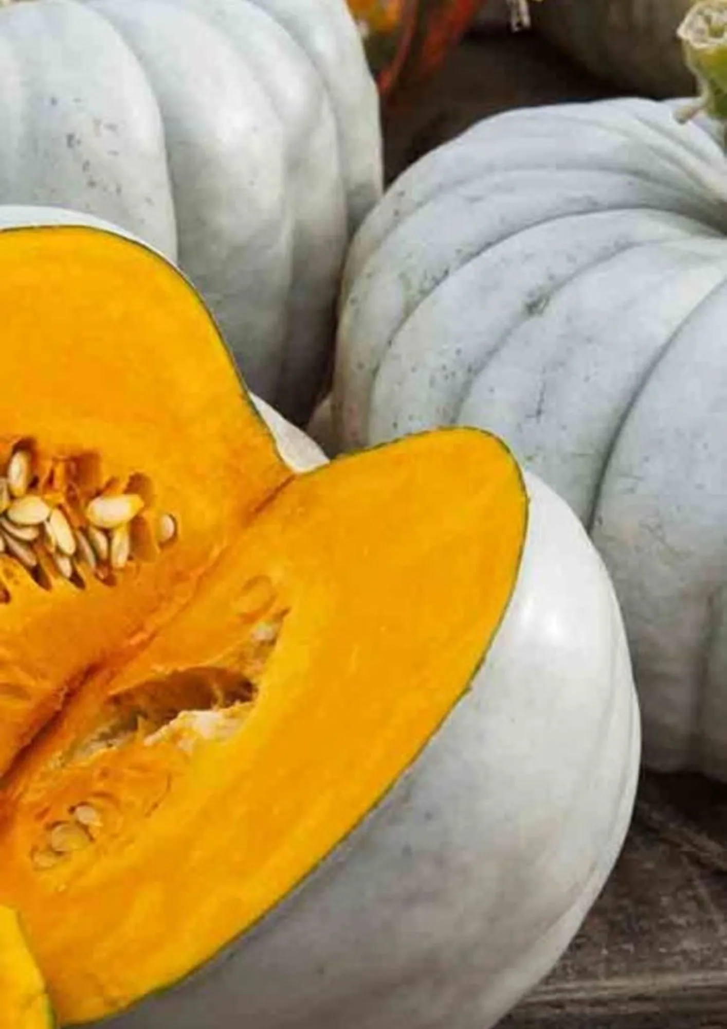 Seed Freaks - Pumpkin - Jarrahdale