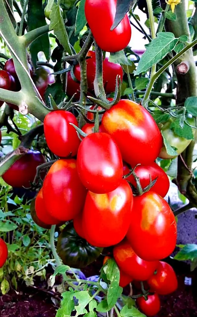 Tomato - King Humbert