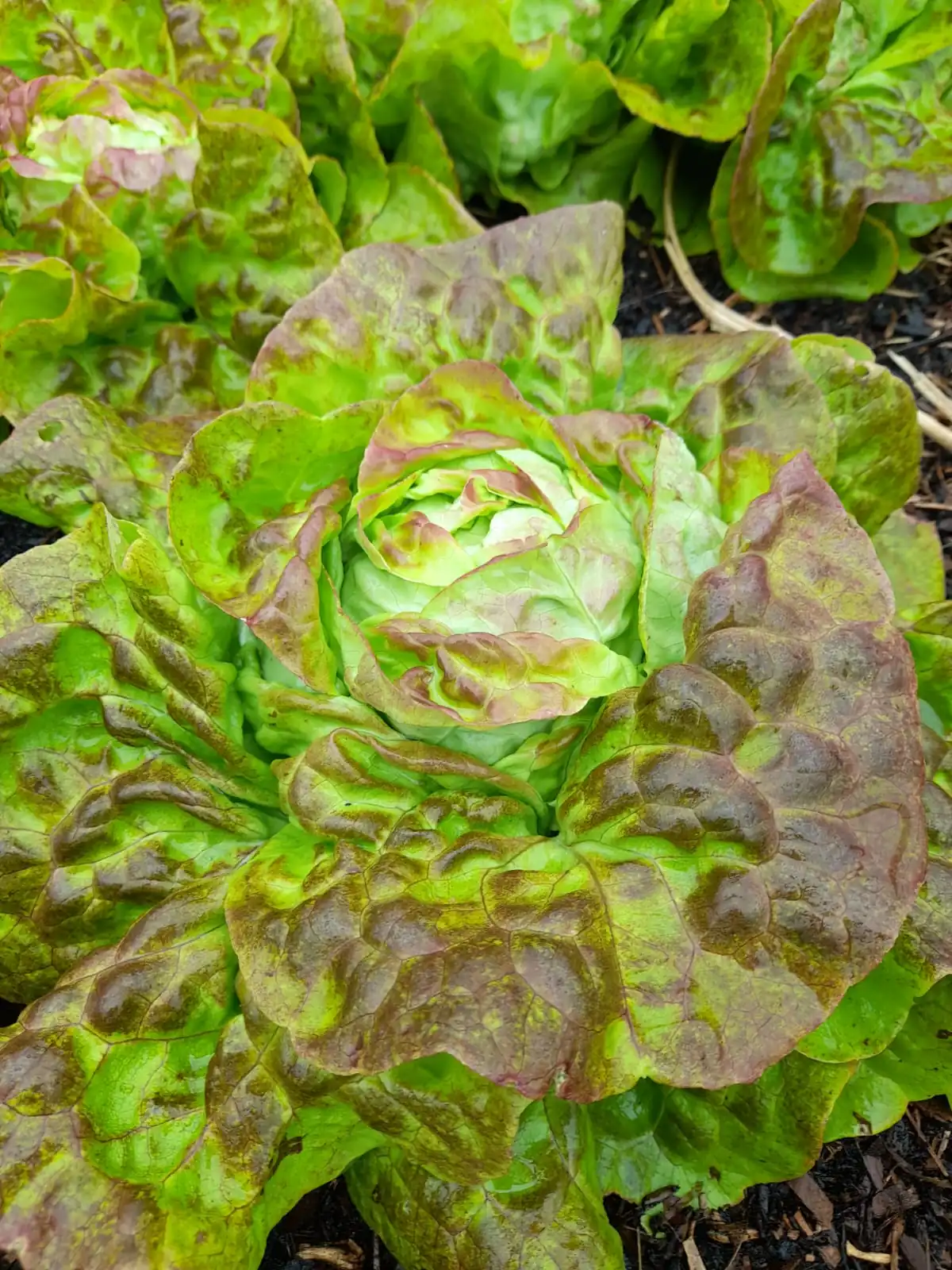 Seed Freaks - LETTUCE - Pirat