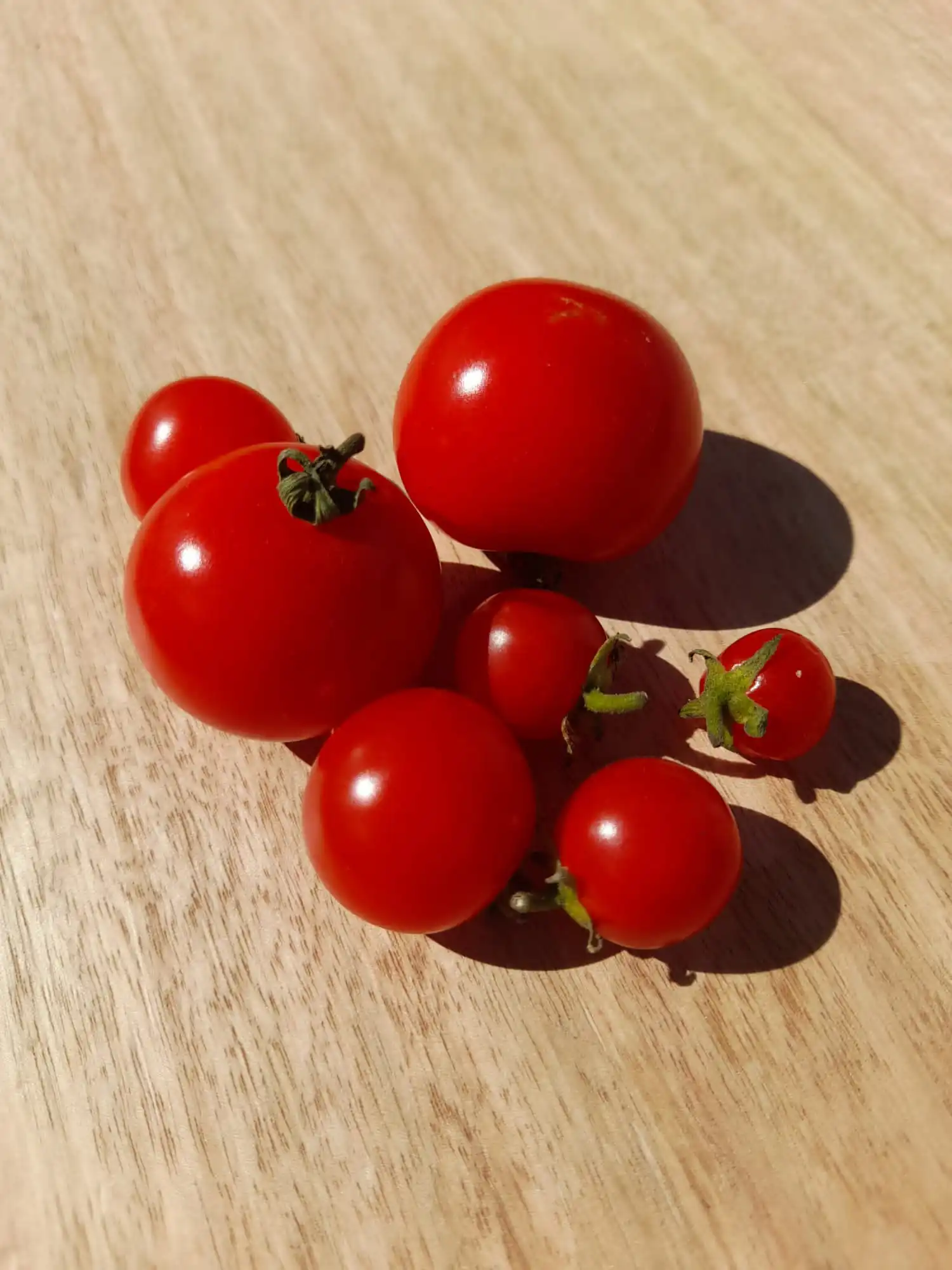 Tomato - Little Red Riding Hood