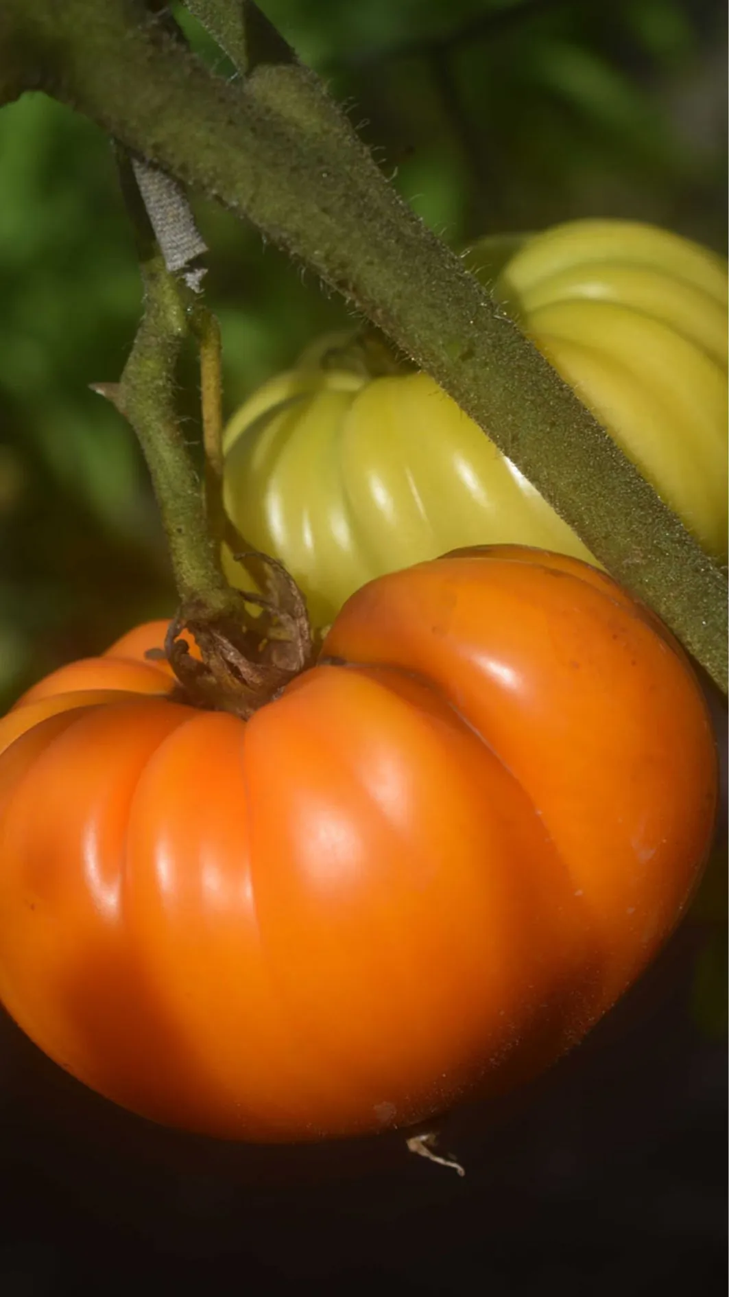 Tomato - Orange Strawberry