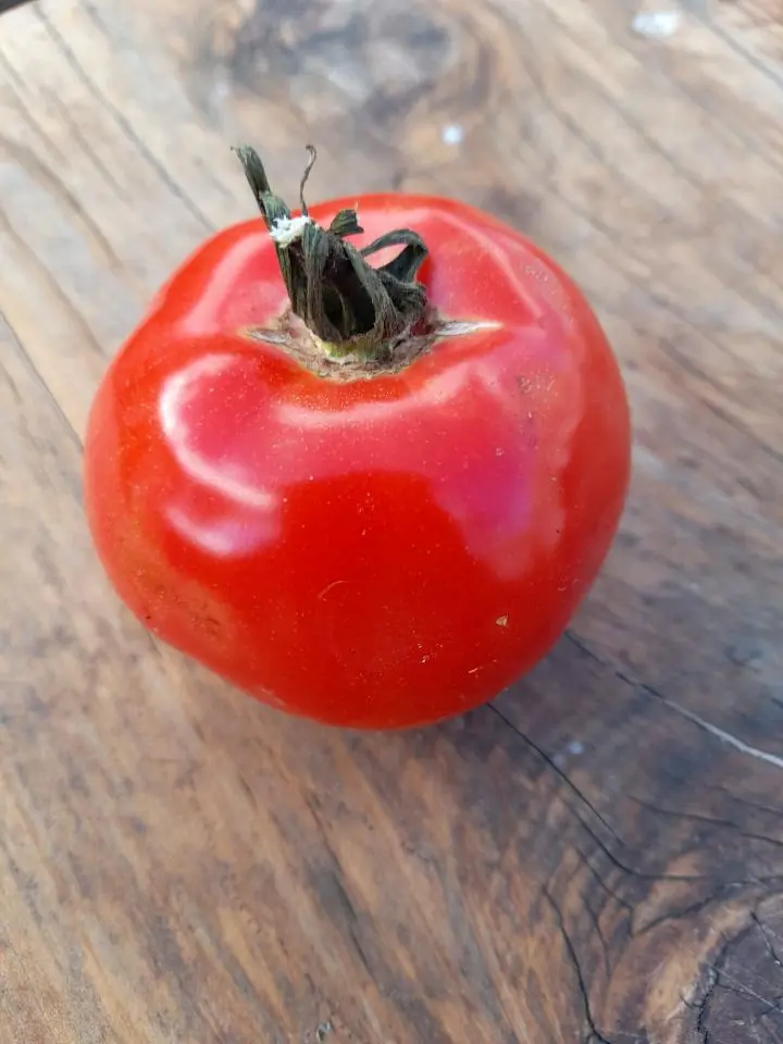 Tomato - Pearson