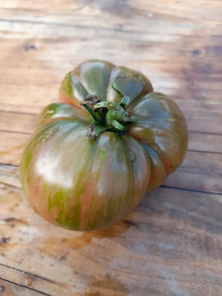 Tomato - Pink Berkeley Tie Dye