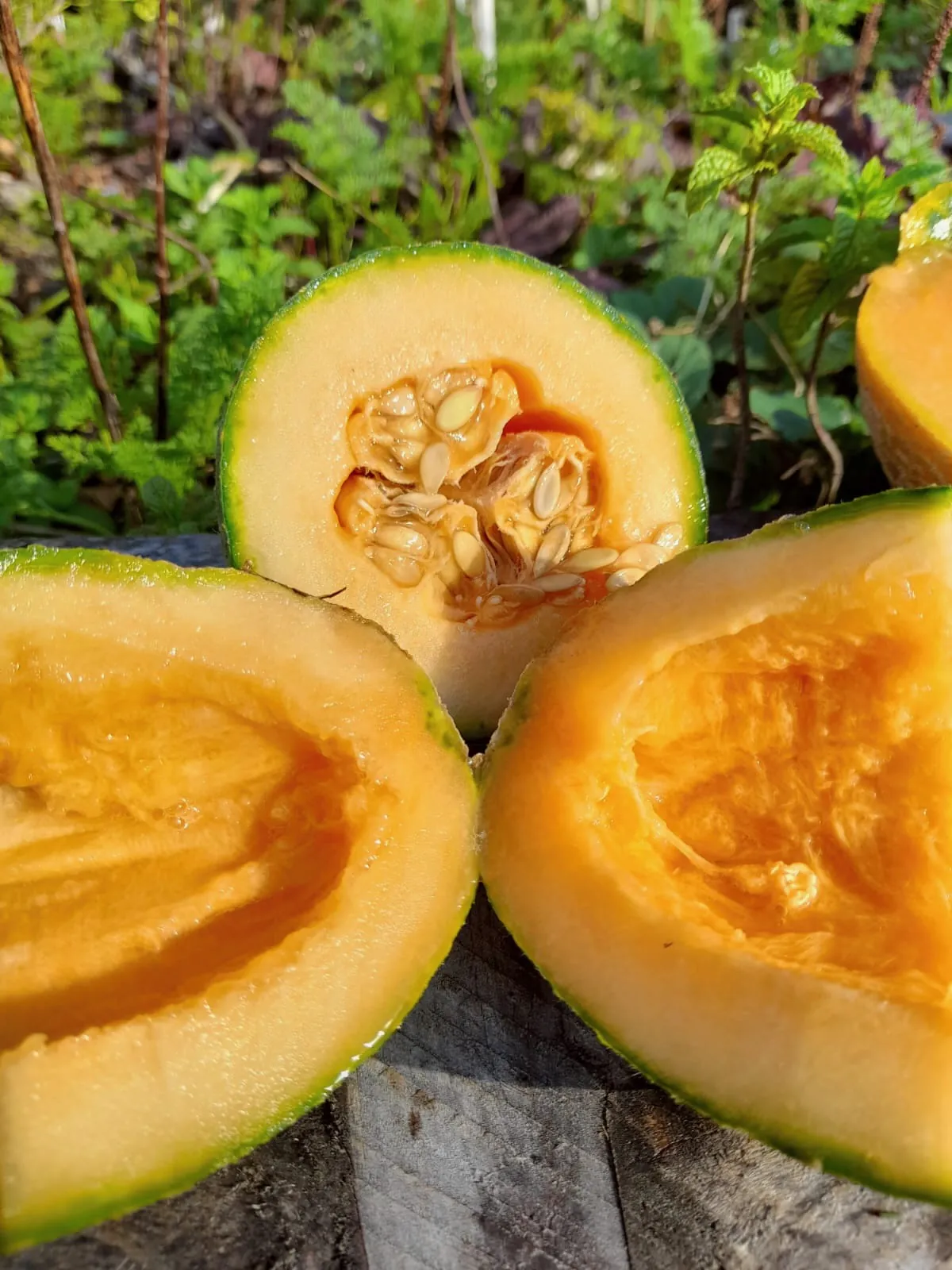 SEED FREAKS - Melons - Rockmelon - Sweet Granite