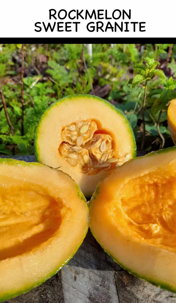 SEED FREAKS - Melons - Rockmelon - Sweet Granite - Image 2