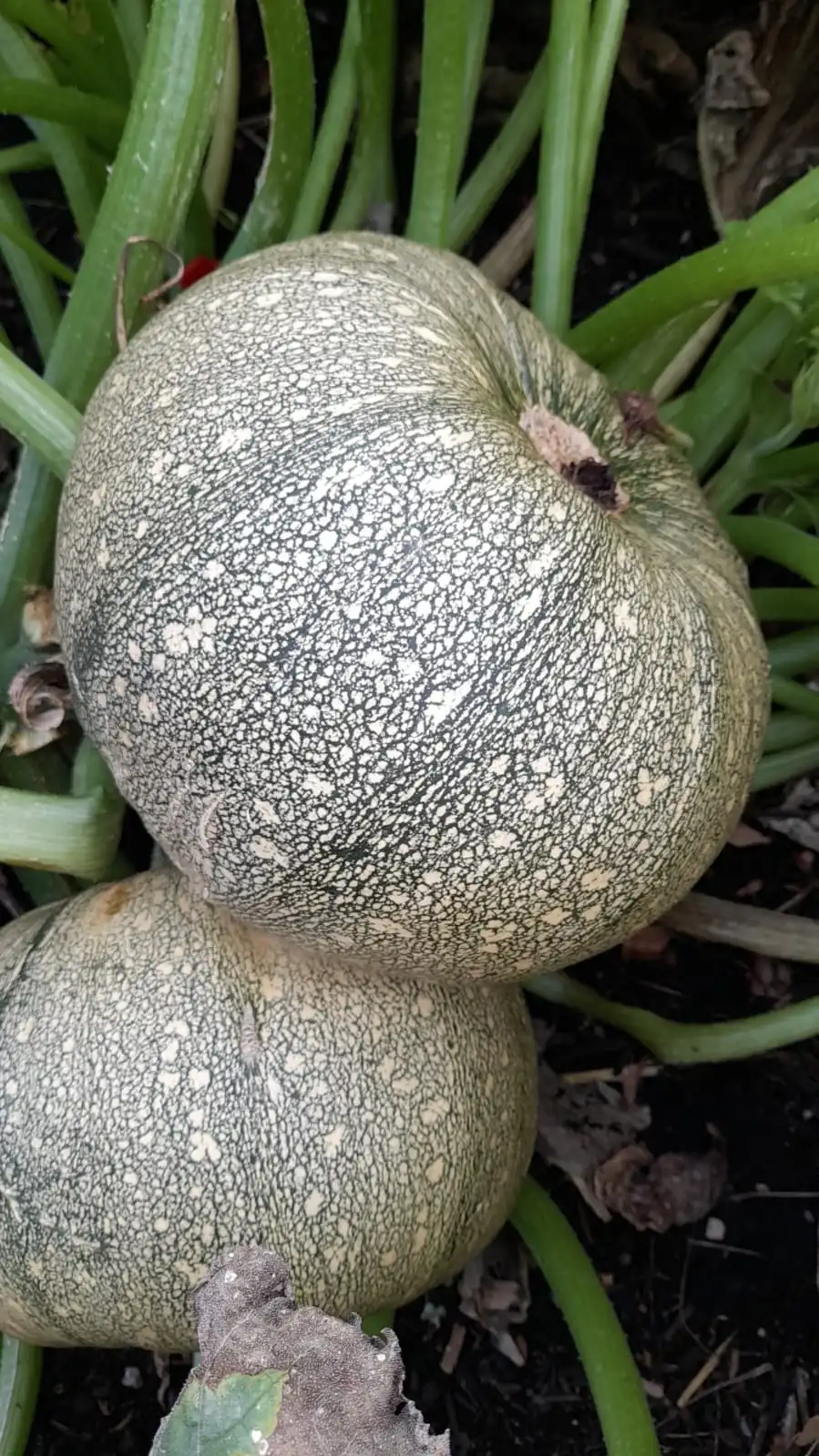 Seed Freaks - ZUCCHINI - Ronde de Nice