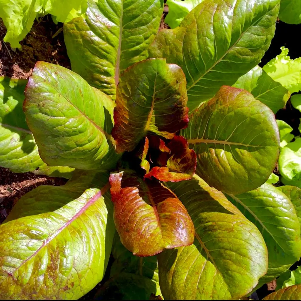 Seed Freaks - LETTUCE - Rouge D'hiver / Cimmaron