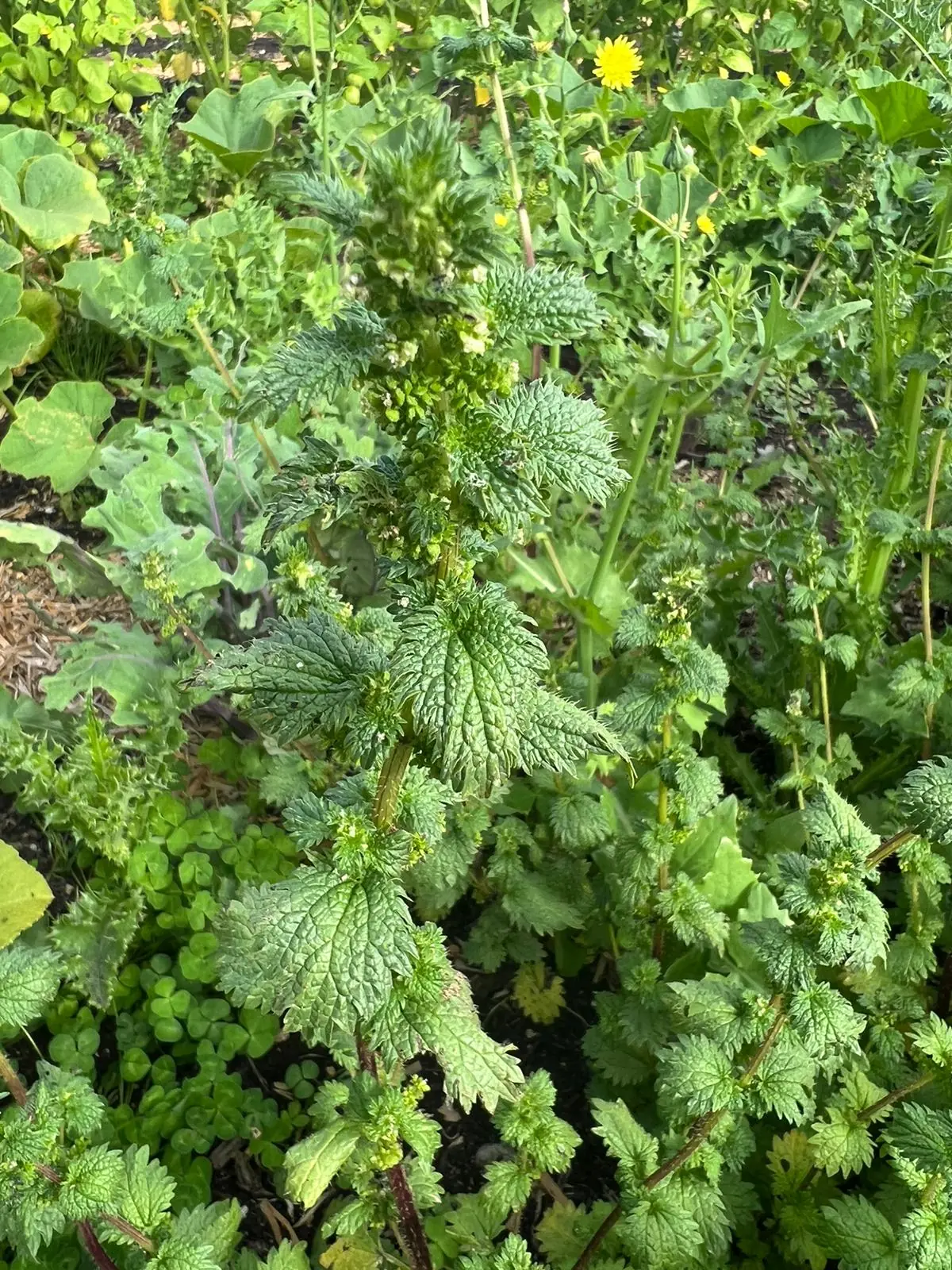 Seed Freaks - Herbs - Stinging Nettle
