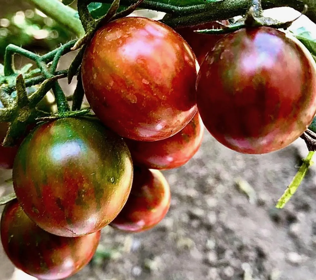 Tomato - Tassie Tiger