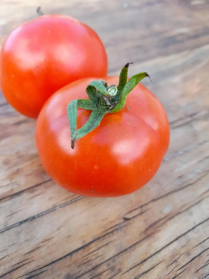 Tomato - Tatura Dwarf