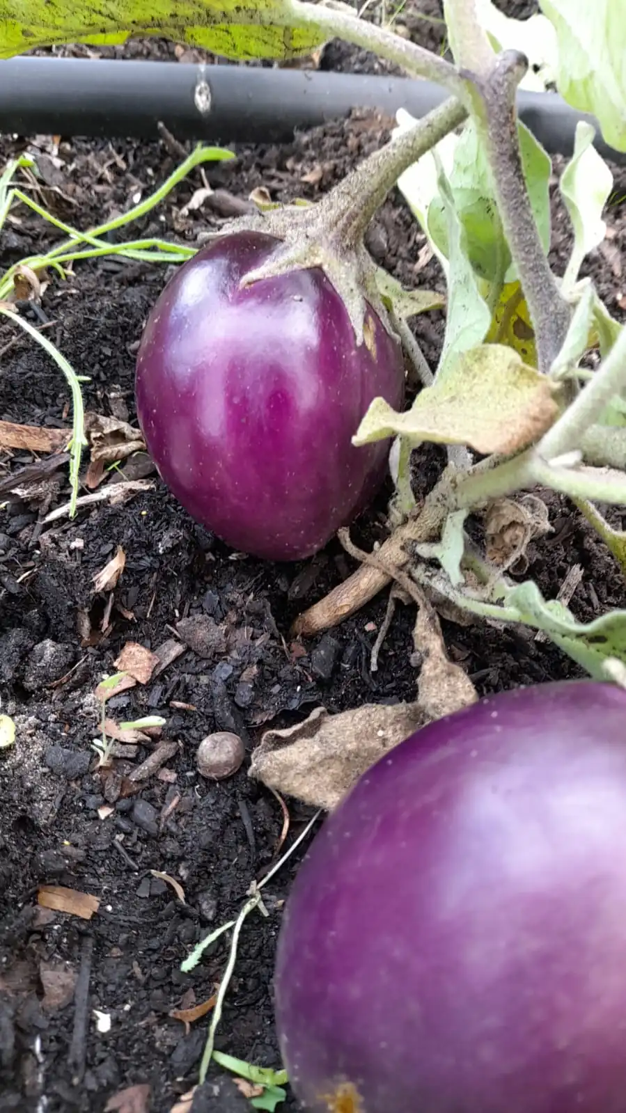 Seed Freaks - Eggplant - Thai Purple Ball