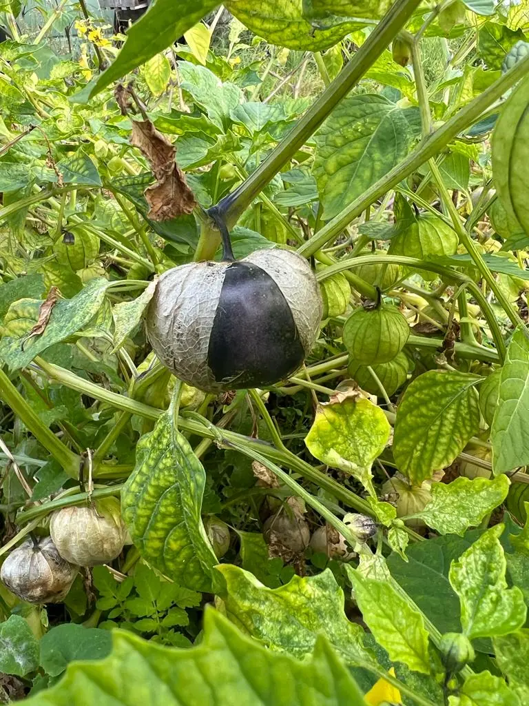 Tomatillo Purple