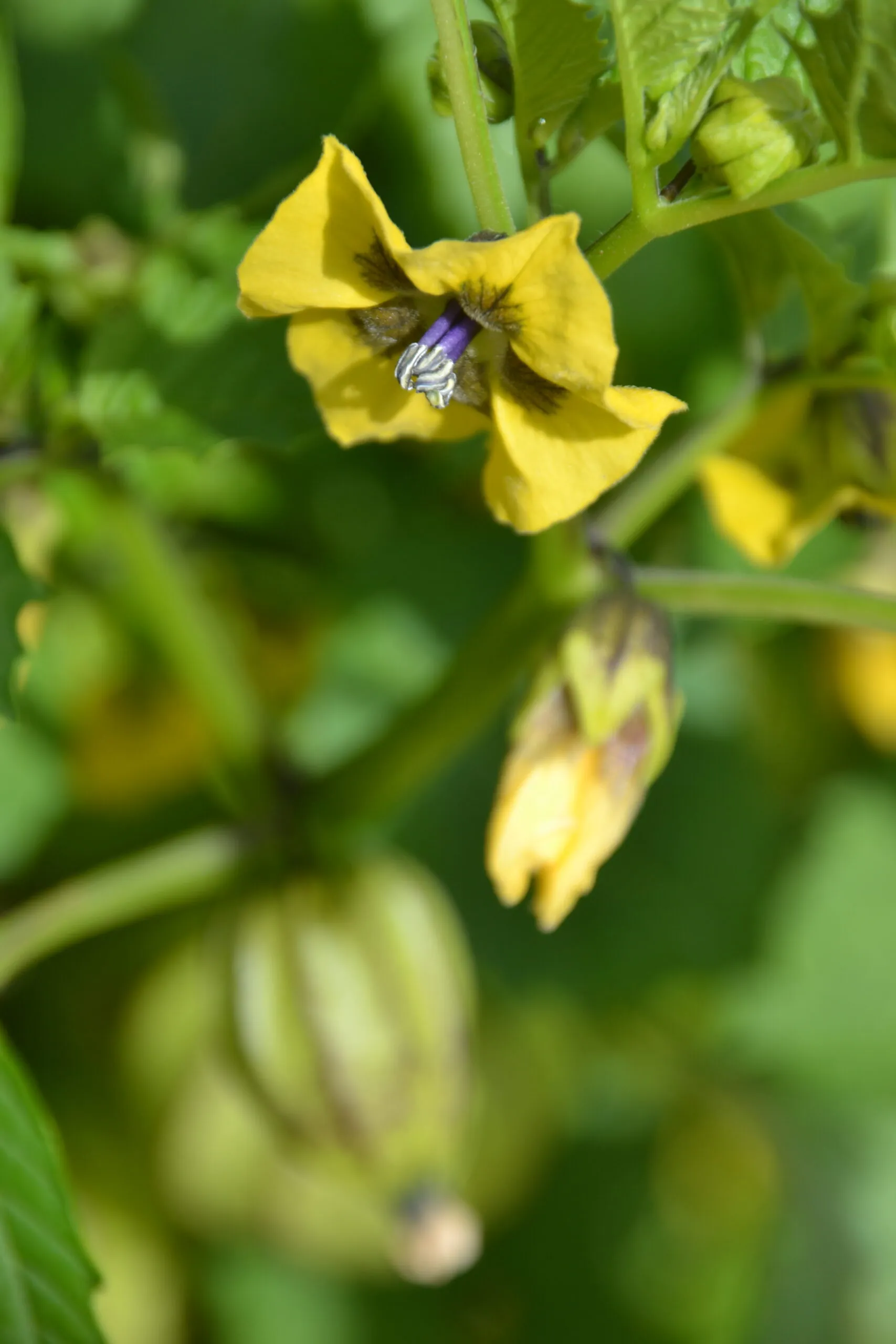 Tomatillo Verda Puebla - Image 2