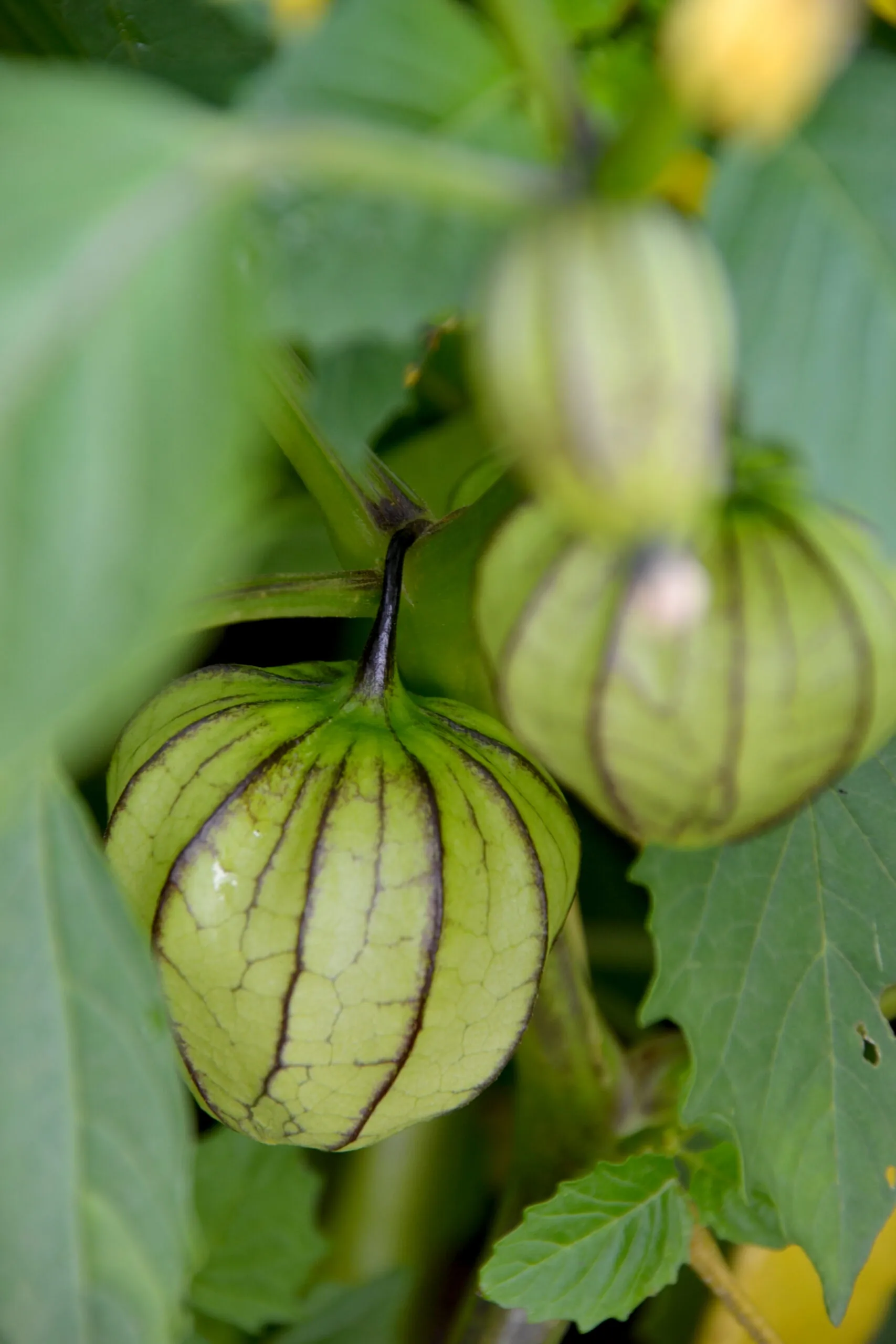 Tomatillo Verda Puebla