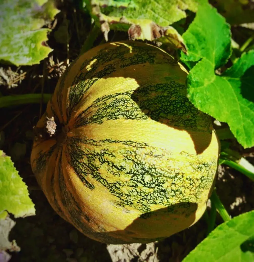 Seed Freaks - Pumpkin Tonda Padana