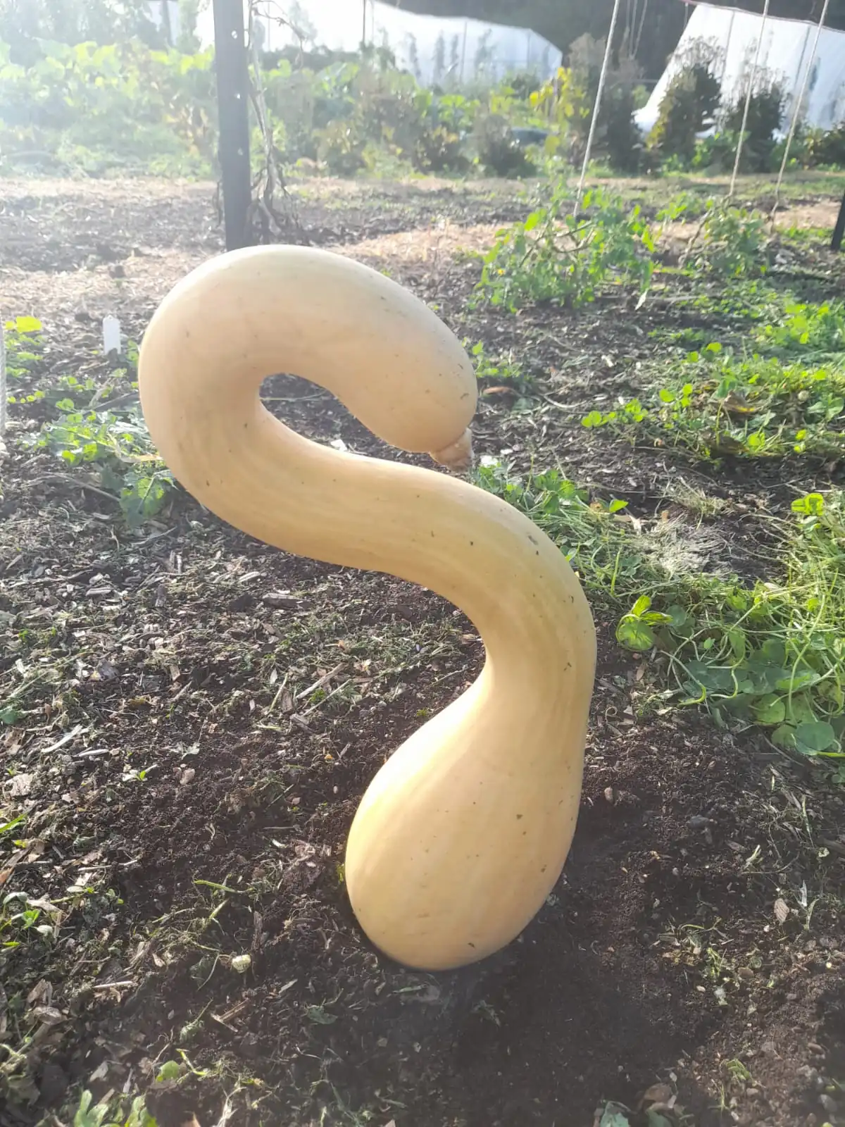 Seed Freaks -  Squash: Zucchini/Pumpkin - Tromboncino