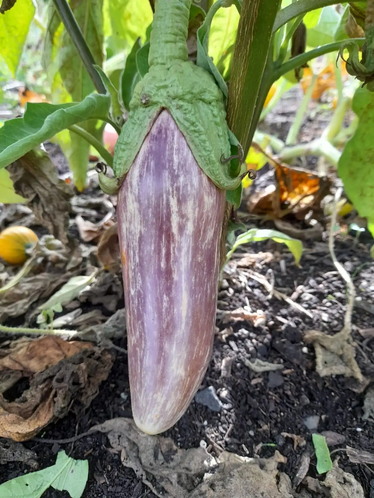 Seed Freaks - Eggplant Tsakoniki