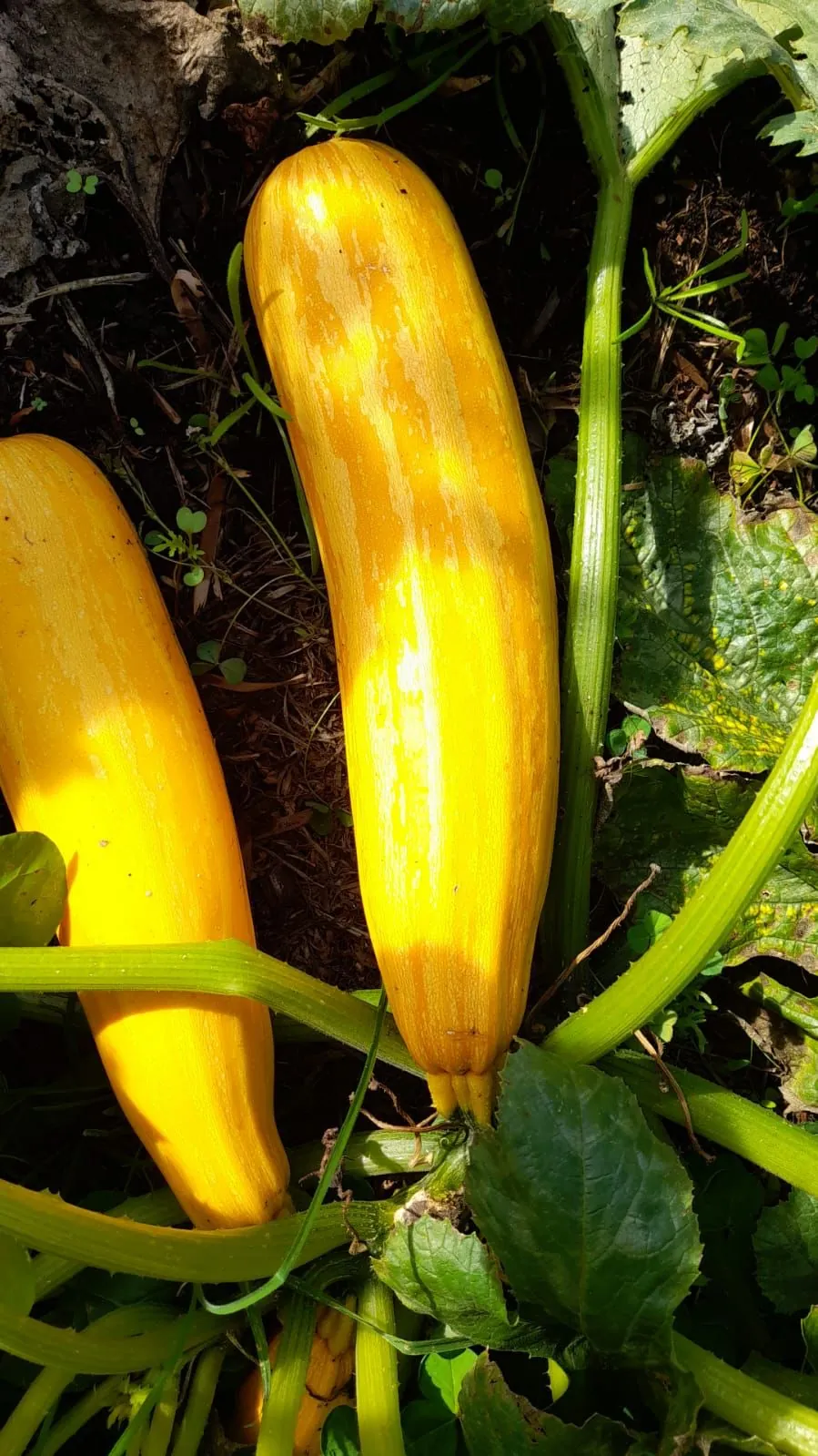 Seed Freaks - ZUCCHINI - Golden