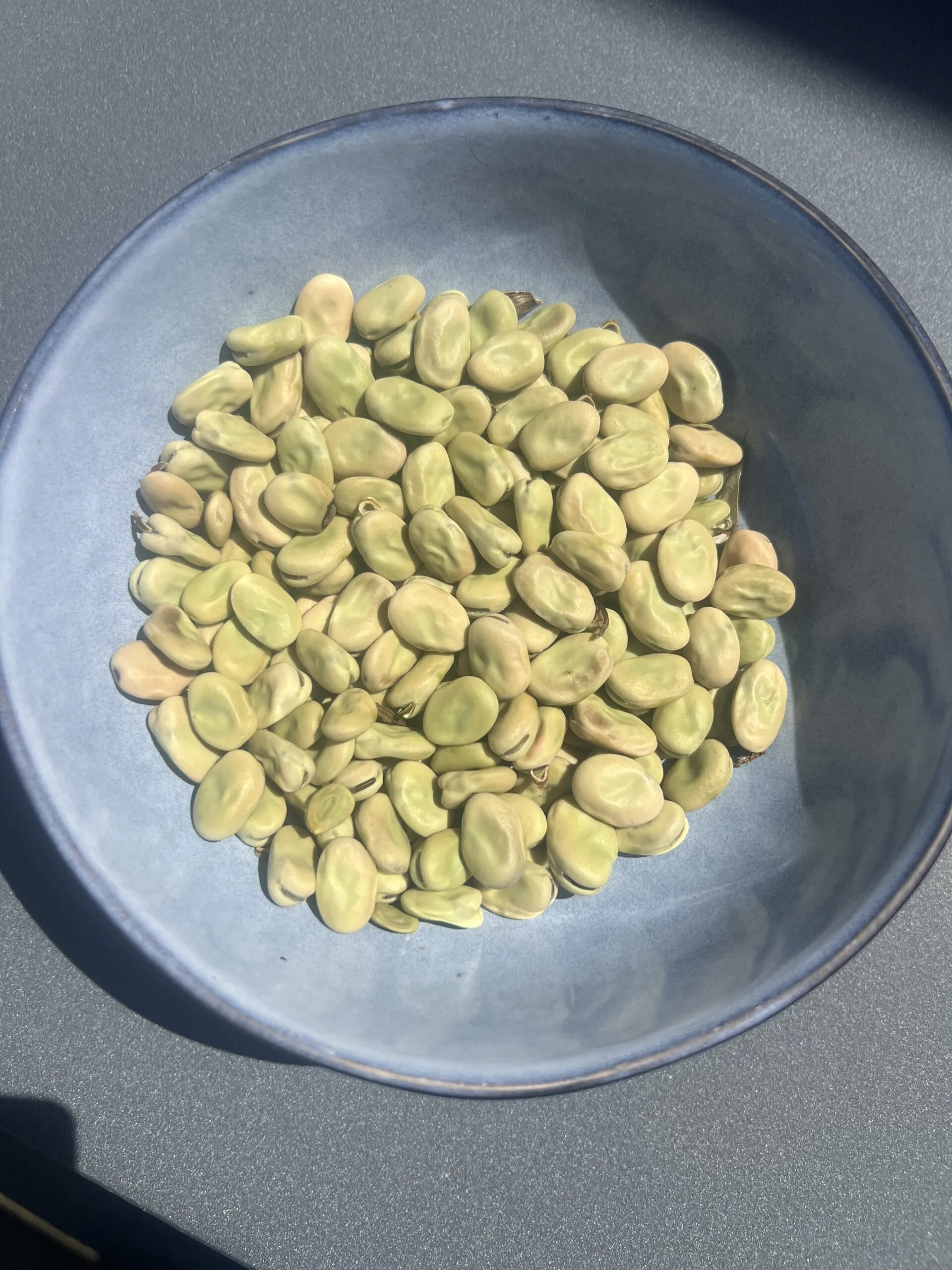 Broad bean - Chocolate Flowered - LIMIT - 2 PACKETS - Image 2
