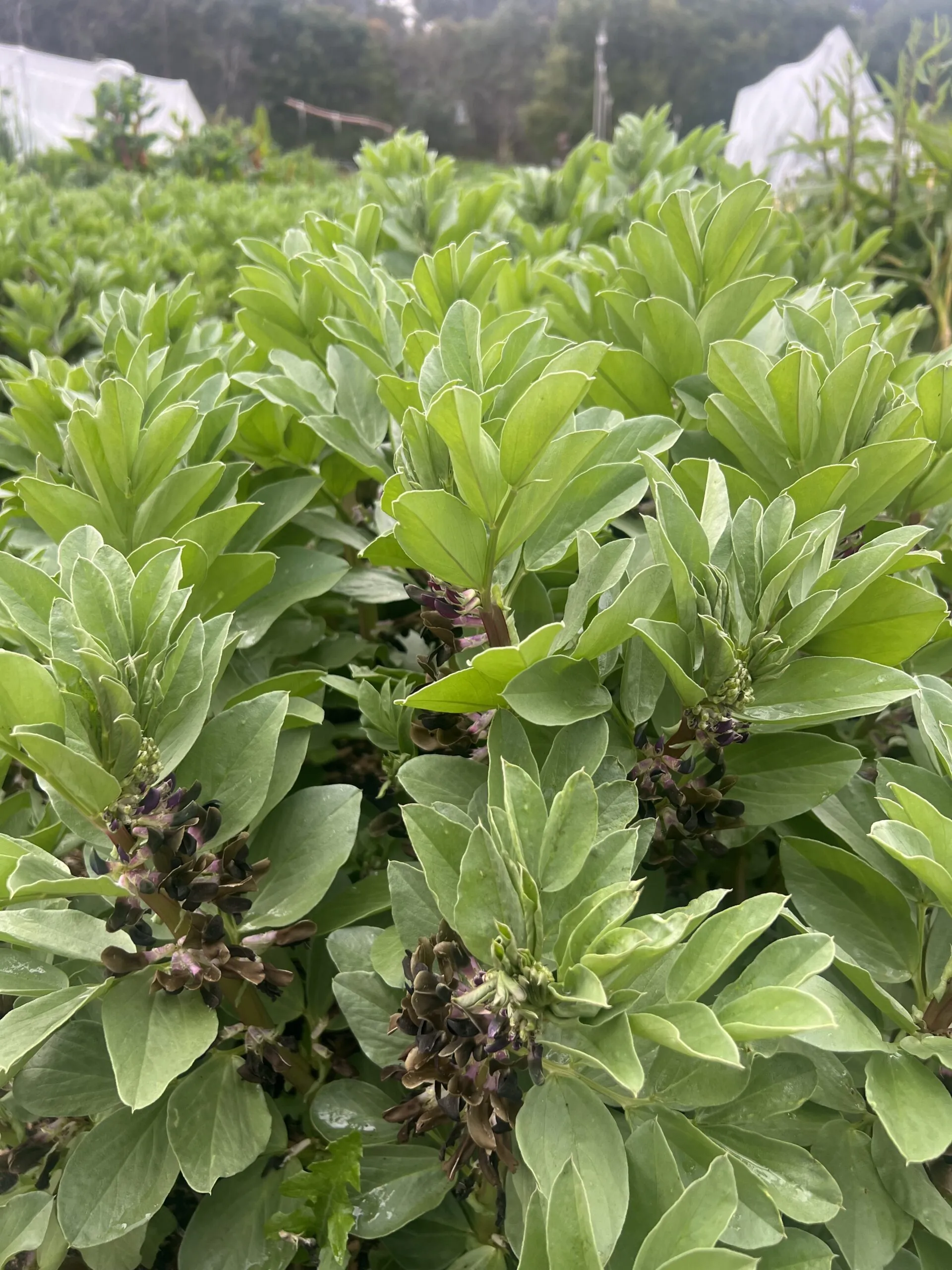 Broad bean - Chocolate Flowered - LIMIT - 2 PACKETS